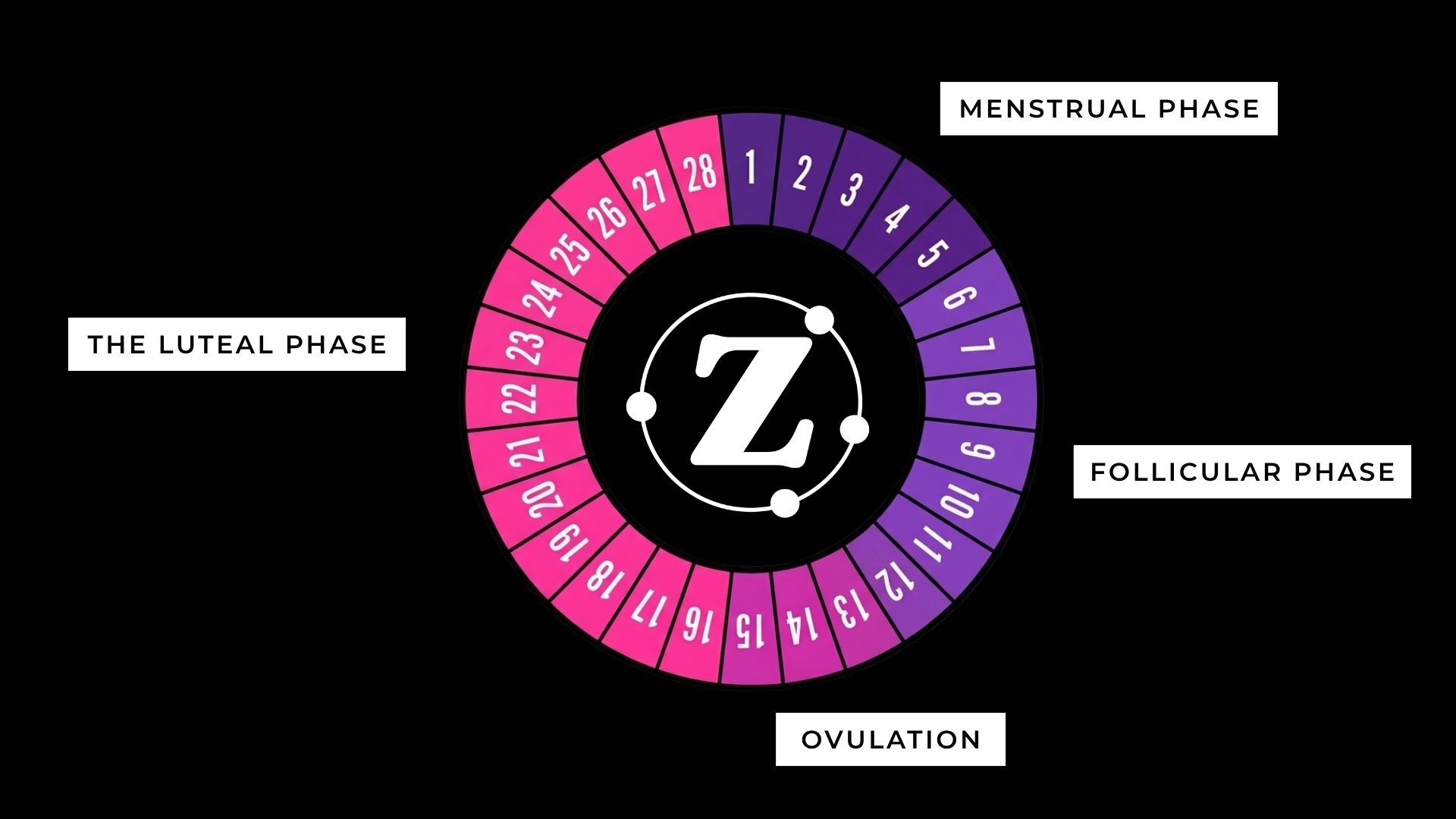 Menstrual cycle phases — ZestyCoach coaching adapts to each phase